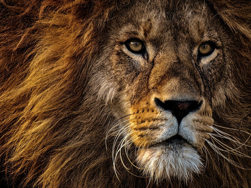 Wild Africa: Kenya, safari e Zanzibar