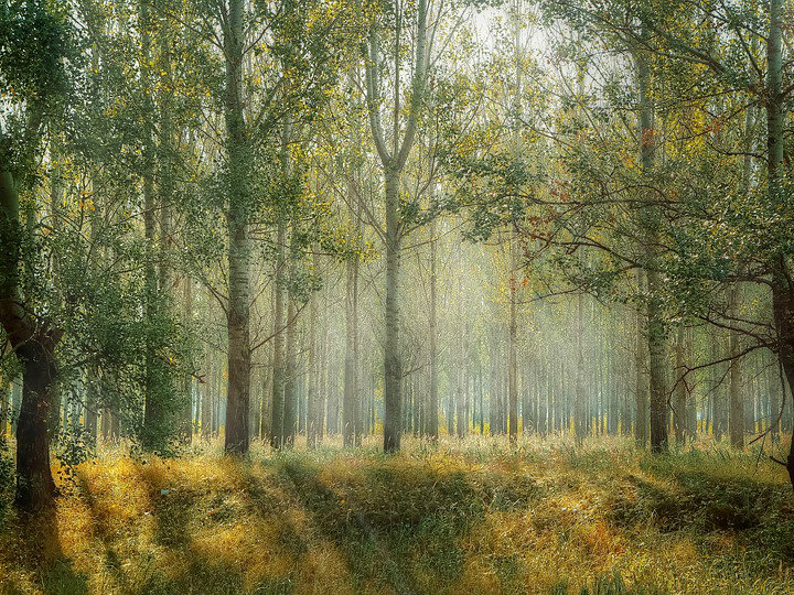 foresta