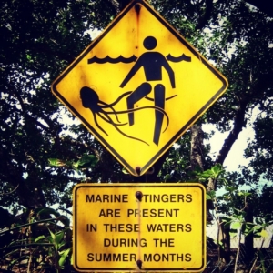 jellyfish danger