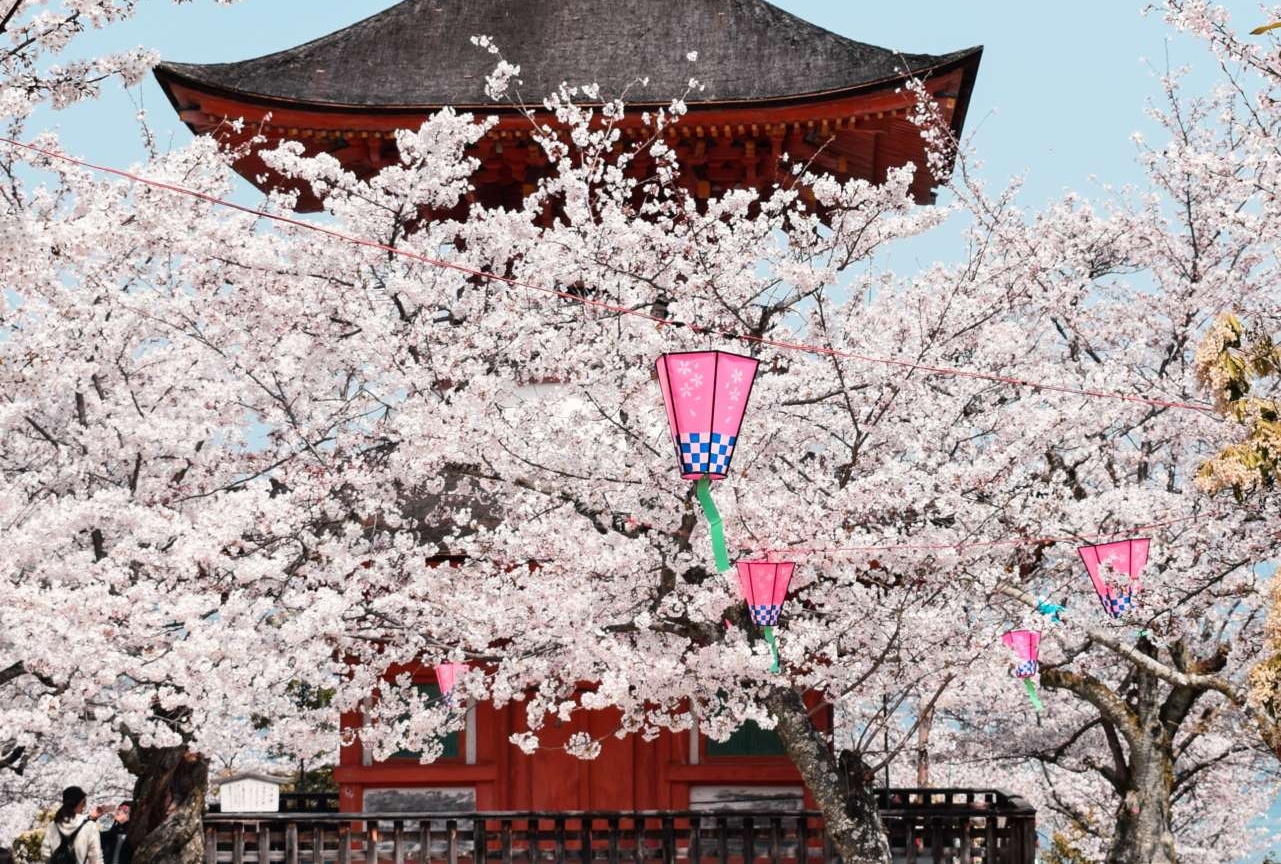 Sakura Giappone