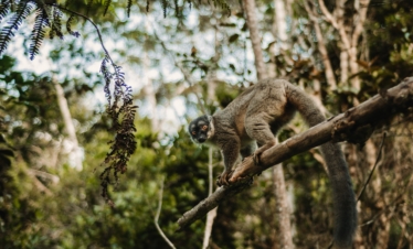 Viaggio alla scoperta di un mondo incontaminato: Madagascar e le sue meraviglie